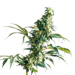 6471 - Mexican Sativa  3 u. fem. Sensi Seeds