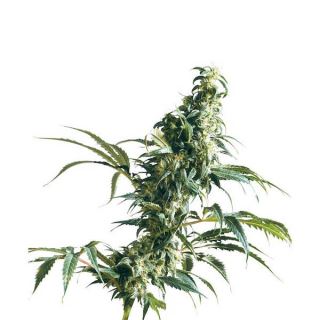 Mexican Sativa 10 u. reg. Sensi Seeds