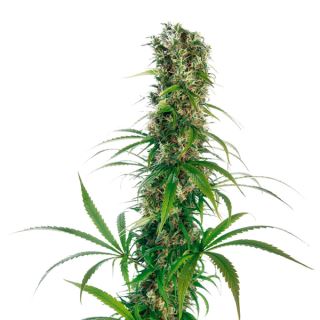 6967 - Michka   3 u. fem. Sensi Seeds