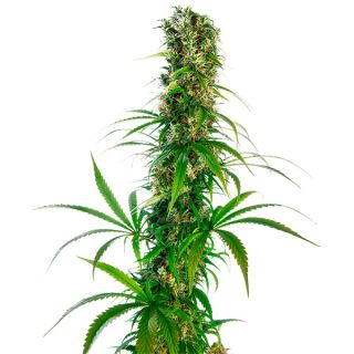 6970 - Michka 10 u. reg. Sensi Seeds