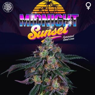 Midnight Sunset 6 u. fem Perfect Tree