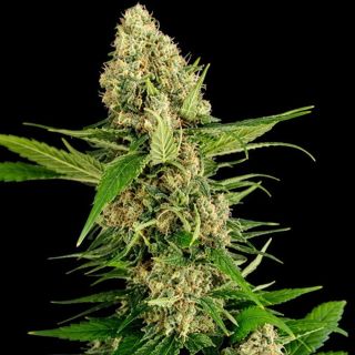 27716 - Midwest CBD Triploid   5 u. fem Triploid Seeds