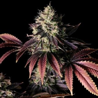 24121 - Millionaire Mindset 10 u. fem Empire Seeds