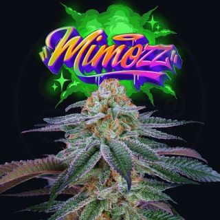 26166 - Mimooz 3+1 u. fem Perfect Tree