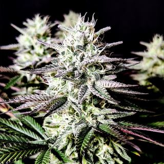 Mimosa 1 u. fem Pure Instinto