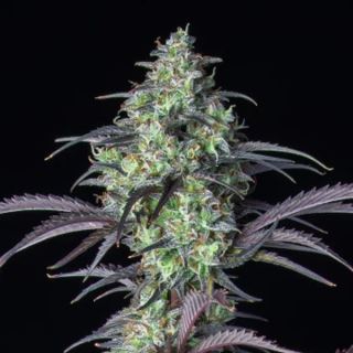 14177 - Mimosa Cake Auto  3 u. fem. FastBuds Seeds