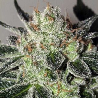 26187 - Mimosa Cookies 3 u. fem Mamiko Seeds