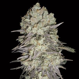 Mimosa Fast   3 u. fem. 00 Seeds