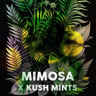 Mimosa Mints  3 u. fem. Tramuntana Seeds