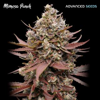 18848 - Mimosa Punch   1 u. fem. Advanced Seeds
