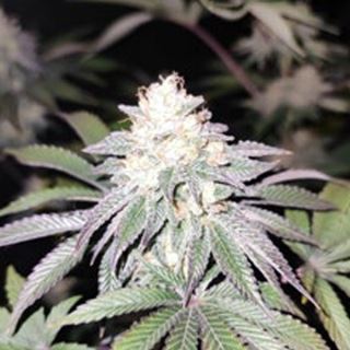 21100 - Mind Fulez 3 u. fem Limited Edition Gratefull Seeds