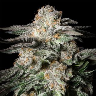 24484 - Mint Candy  10 ud Silent Seeds