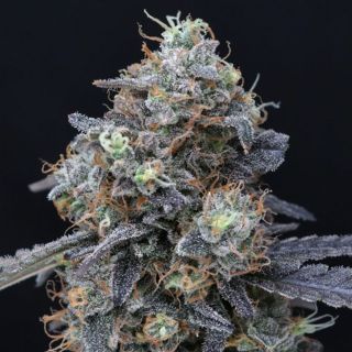 23311 - Minty Grape Kush 1 u. fem - USA Line- Pure Instinto