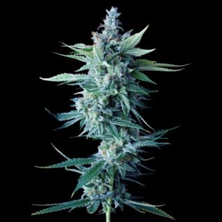25810 - Miss DNA  3 u. fem. DNA Genetics