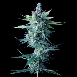 21316 - Miss DNA  5 u. fem. DNA Genetics