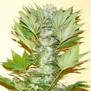 5719 - Misty Kush 10 u. reg. Nirvana