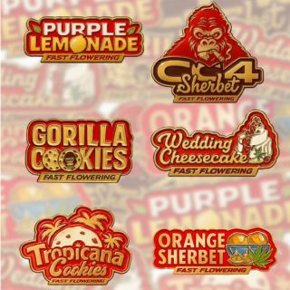 26323 - Mix Pack Fast Flowering  5 u. fem. FastBuds Seeds