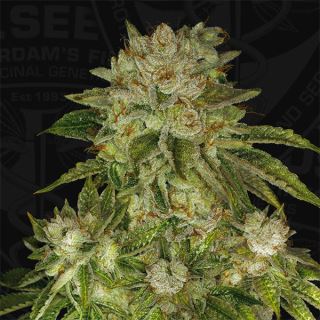 MKU2 - Mk - Ultra  2 u. fem. T.H. Seeds