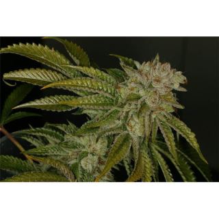 MKY5 - Mk - Ultra  5 u. Reg. T.H. Seeds