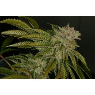 1602 - Mk - Ultra 10 u. Reg. T.H. Seeds