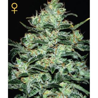 MD3F - Moby Dick  3 u. fem. Green House