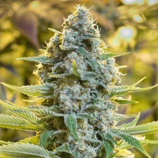 15617 - Moby Dick 10 ud Silent Seeds