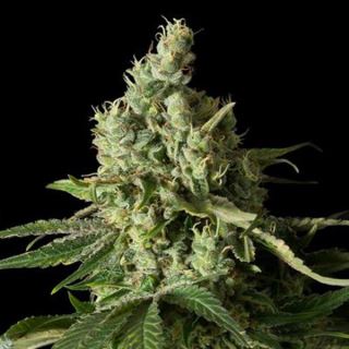 4845 - Moby Dick CBD 10 u. fem. Dinafem