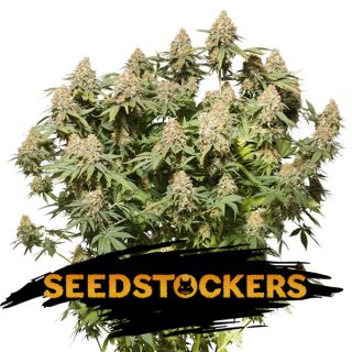 Moby Dick fem.  1 u. Seedstockers