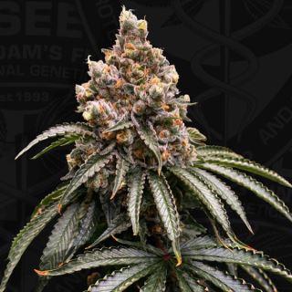 Mona Lisa 2 u. fem. 710 Limited Pack T.H. Seeds