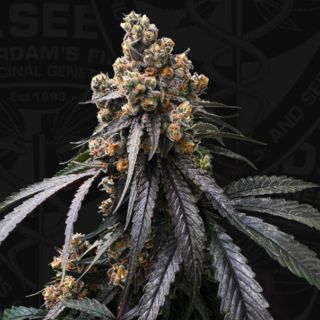 27450 - Mona Lisa x Bubblegum  2 u. fem. 710 Limited Pack T.H. Seeds