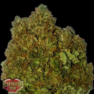 9703 - Money Bush 10 u. fem. Heavyweight Seeds