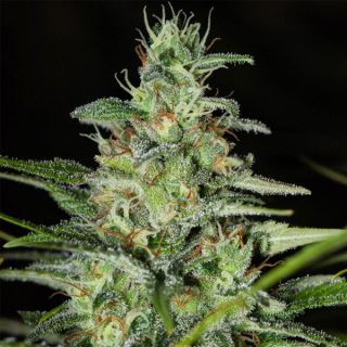 20998 - Monster CBD 3+1 u. fem. Eva Seeds