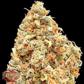 Monster Profit  3 u. fem. Heavyweight Seeds