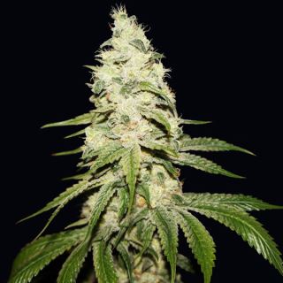 Mont Blanc  2 u. fem. T.H. Seeds