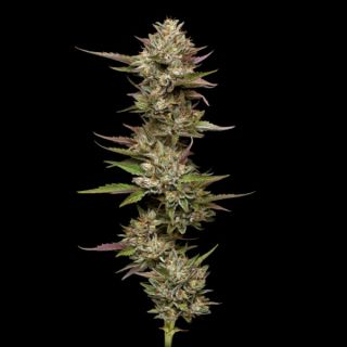 24930 - Moonfog Feminized 3 u. fem Humbold Seeds Company