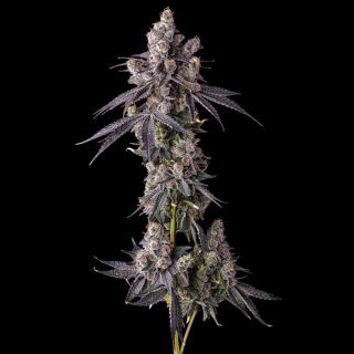 27203 - Mora Azul : Blueberry Cruffin x Pave  - 3 u. Fem Compound Genetics