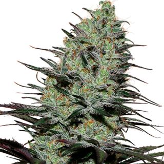 Morpheus 1 u. Blister x 10 fem. Buddha Seeds