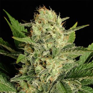 14321 - Motavation - 3 u. Fem. Serious Seeds