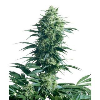 1940 - Mother Finest 10 u. reg. Sensi Seeds