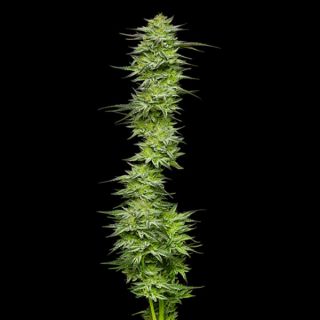 24932 - Mountaintop Mint 3 u. fem Humbold Seeds Company
