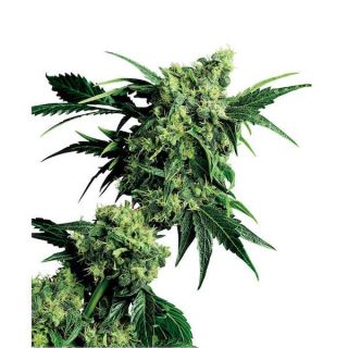 1276 - Mr. Nice G 13 X Hash Plant 10 u. reg. Sensi Seeds