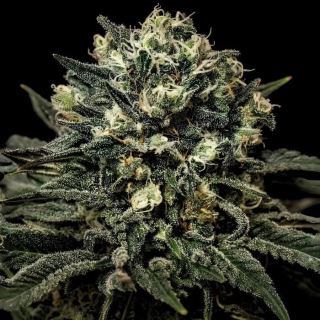 24141 - Muddy Waters 10 u. fem Empire Seeds