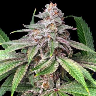 20977 - Mystery Made 2 - 3 ud. fem Elev8 Seeds