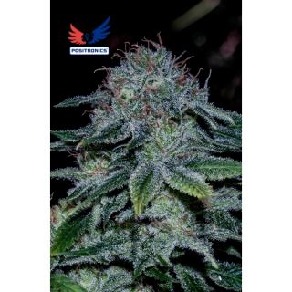 Mystic Cookie 1 u. fem. Positronics Seeds