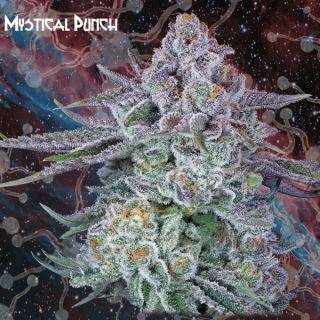 13037 - Mystical Punch  1 u. fem. Nemeseeds