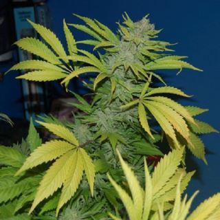 NL515 - NH5-National Health Service (NL5 / Haze x Skunk) 15 u. reg. Mr. Nice Ed. Limitada