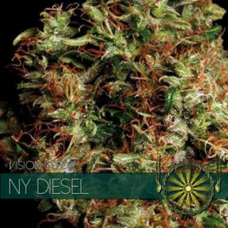 NY Diesel 3 u. fem. Vision Seeds