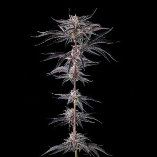 27221 - Nakamarra : Pink Certz x Black Amber  - 3 u. Fem Compound Genetics