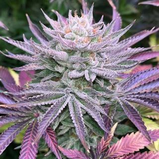 21102 - Nasty Runtz 3 u. fem Limited Edition Gratefull Seeds