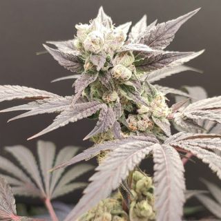 26532 - Naughty Dawg 4 u. Seeds of Anarchy